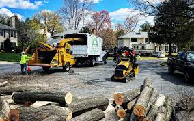 Best Tree Maintenance Programs  in Woodland, CA